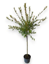 Japansk Pil 'Salix Integra Hakuro Nishiki' Ø23 cm